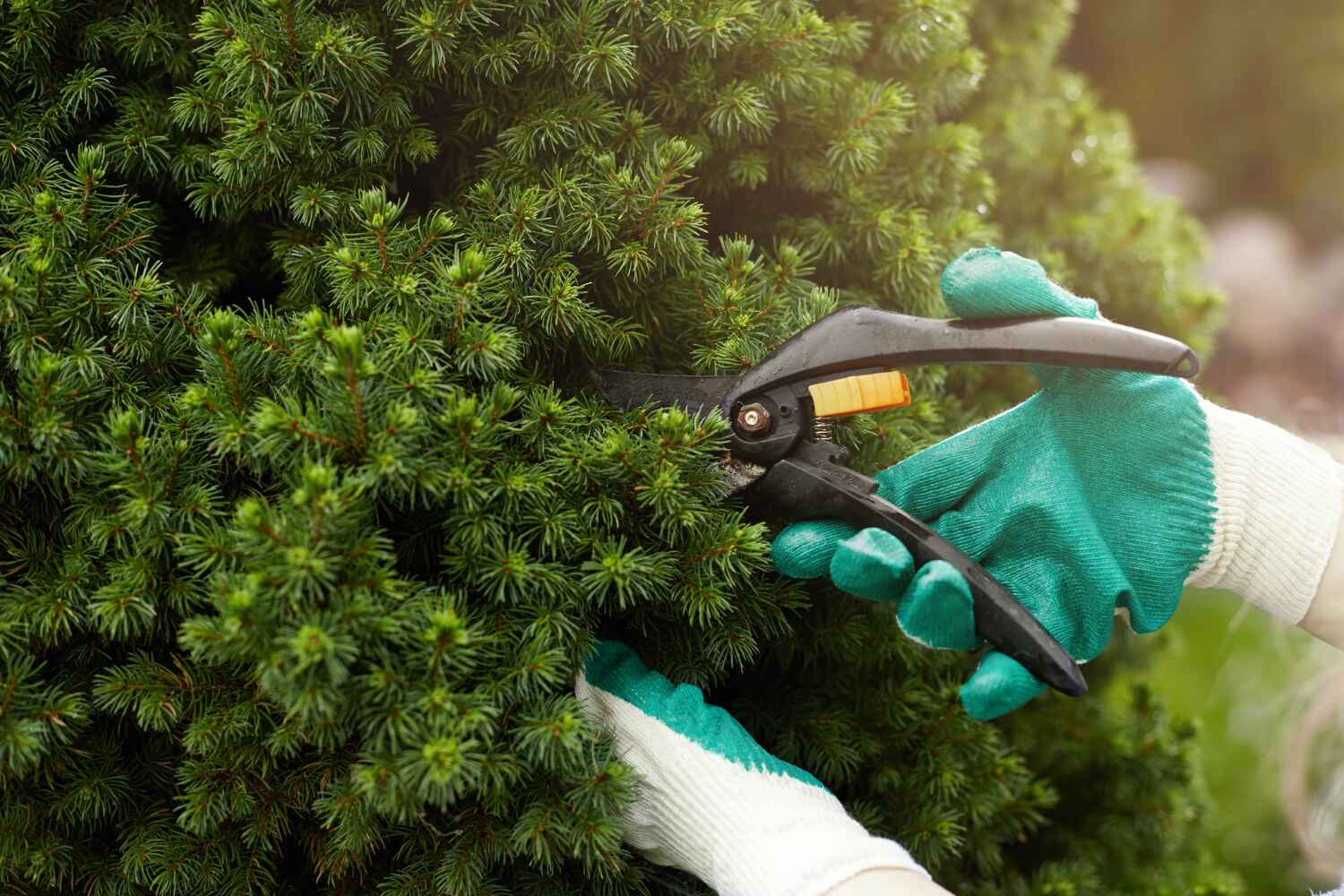 Professional Tree Service in Riva, MD